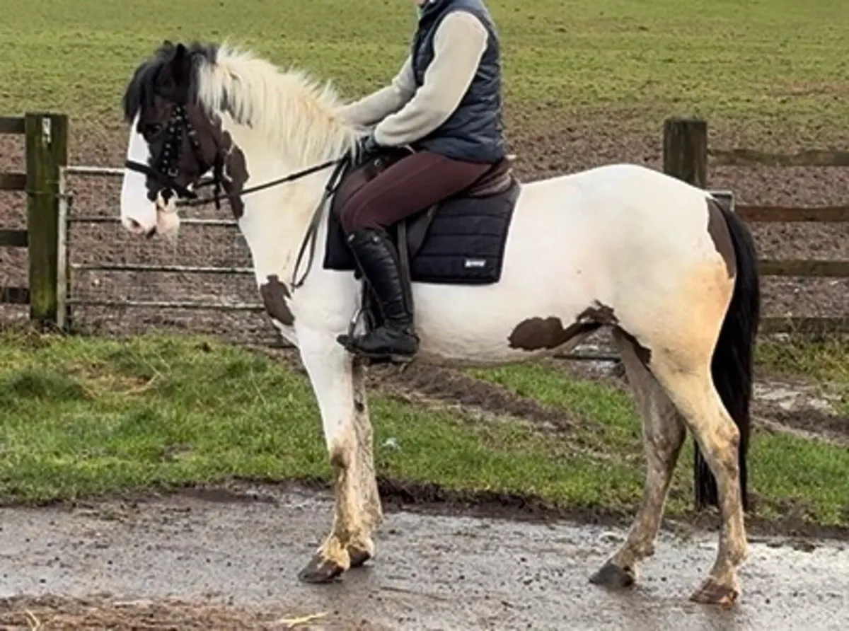 14.2 5yo cob - Image 1