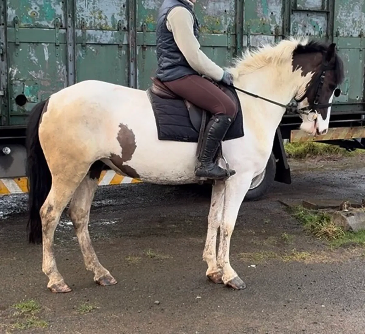 14.2 5yo cob - Image 2