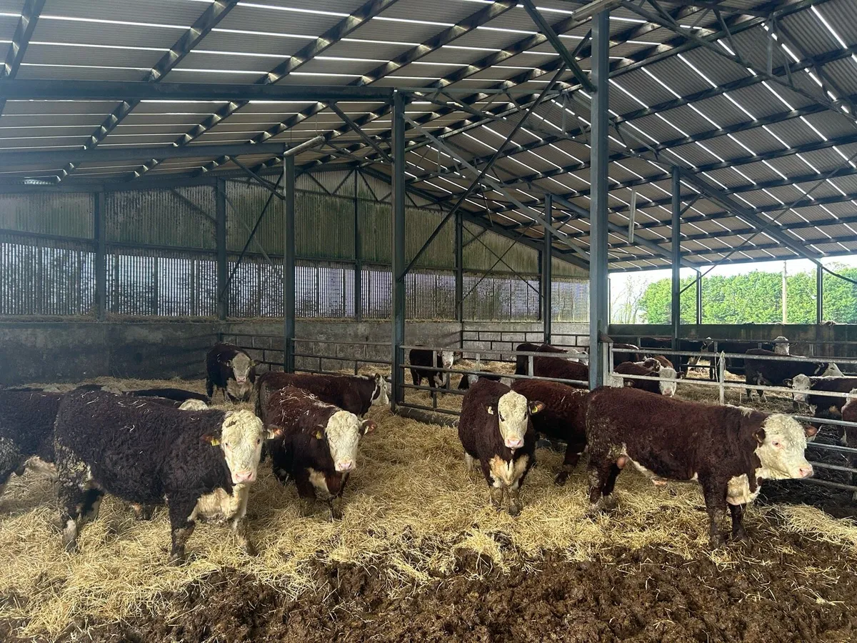 UDEL POLLED HEREFORDS - Image 3