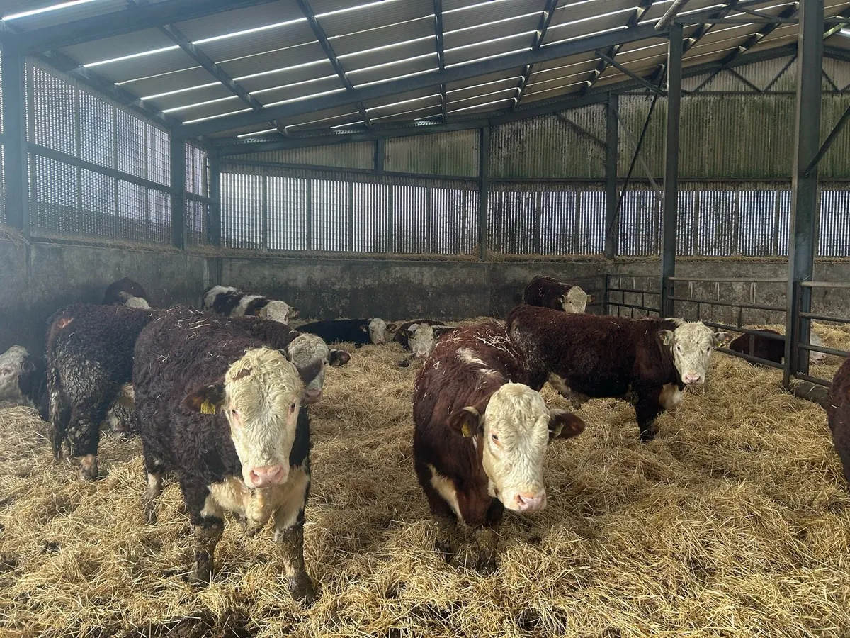 UDEL POLLED HEREFORDS - Image 2