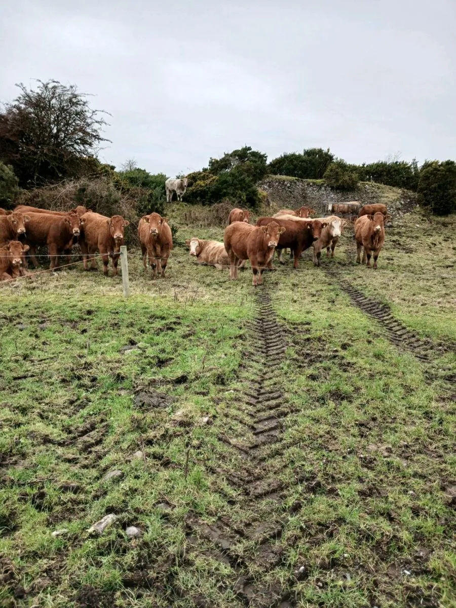 Breeding Heifers - Image 2