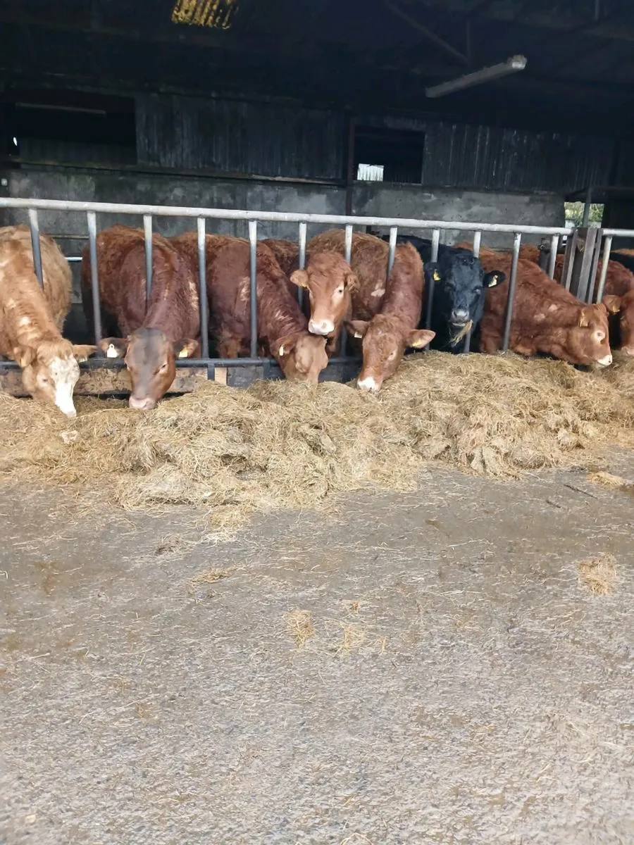 Breeding Heifers - Image 4