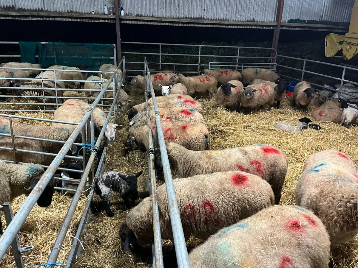 50 Ewes with Lambs at Foot – One Lot - Image 3