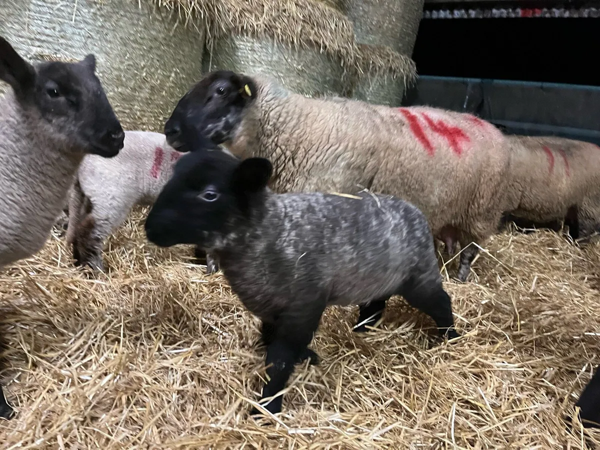 50 Ewes with Lambs at Foot – One Lot - Image 1