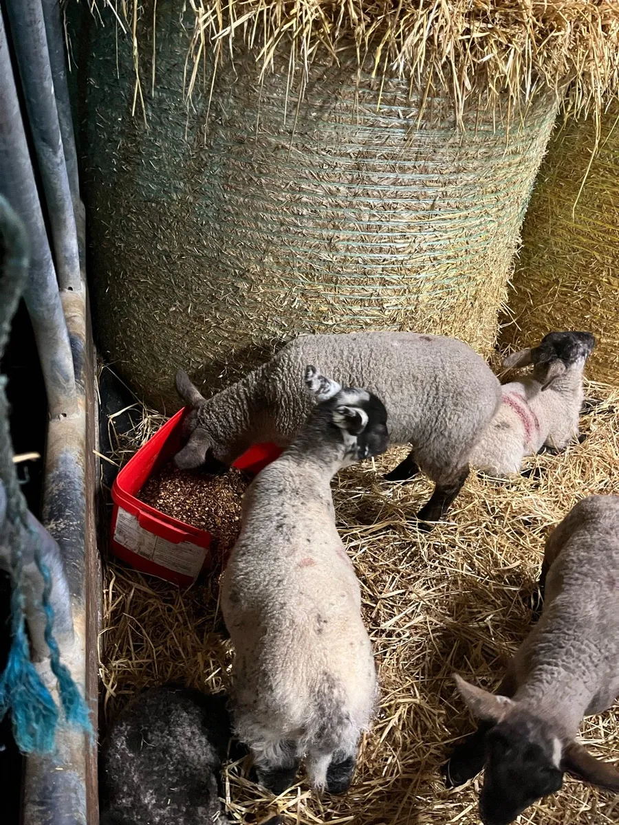 50 Ewes with Lambs at Foot – One Lot - Image 2