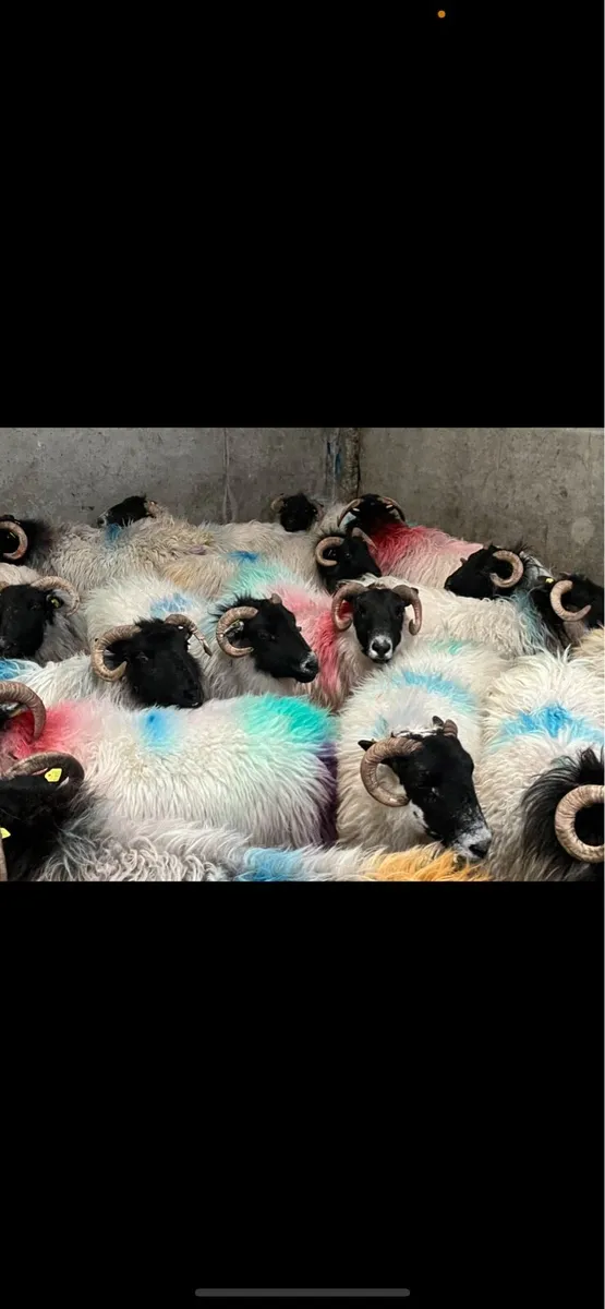 IN LAMB EWES - Image 1