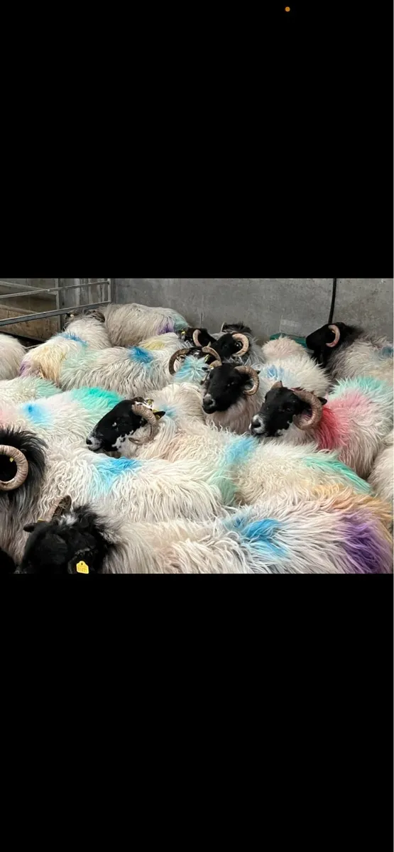 IN LAMB EWES - Image 3