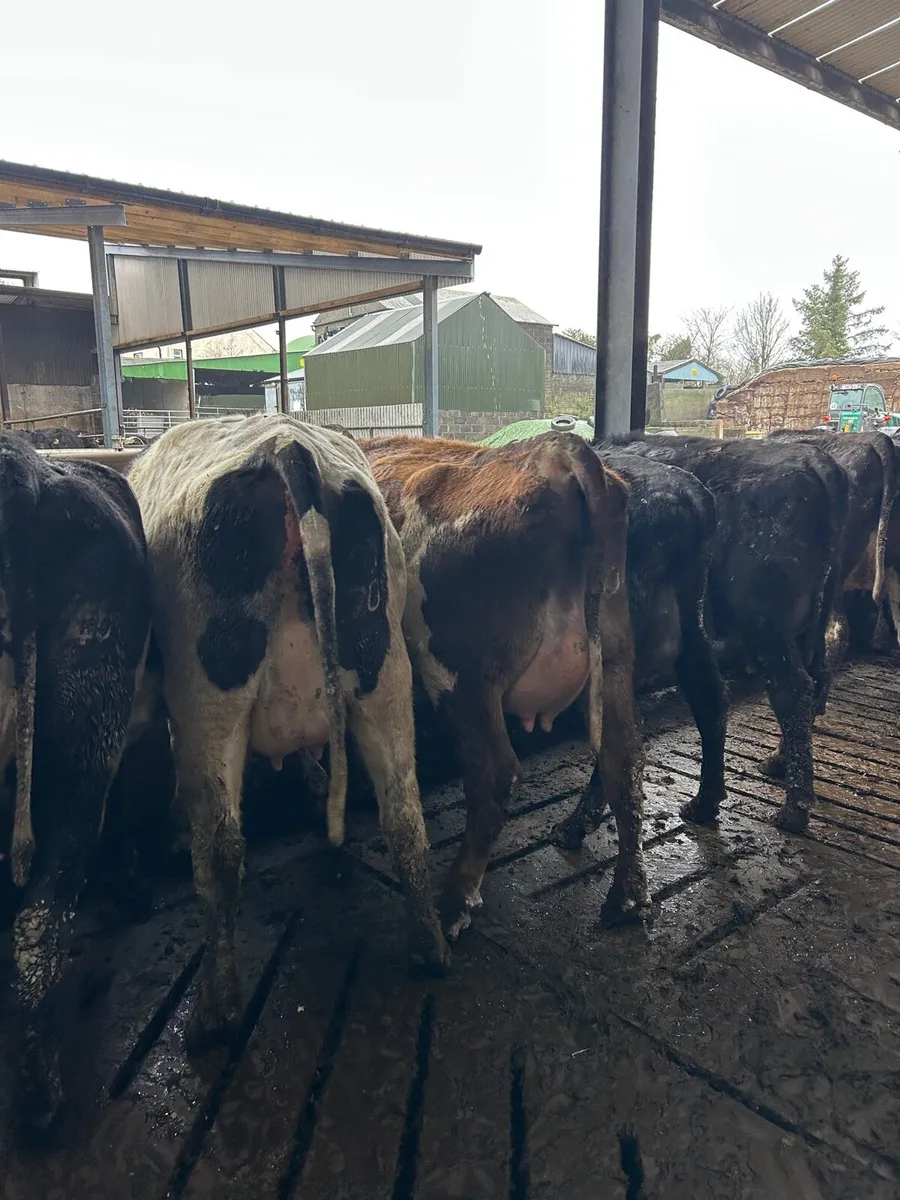 Heifers on Point of calving - Image 1