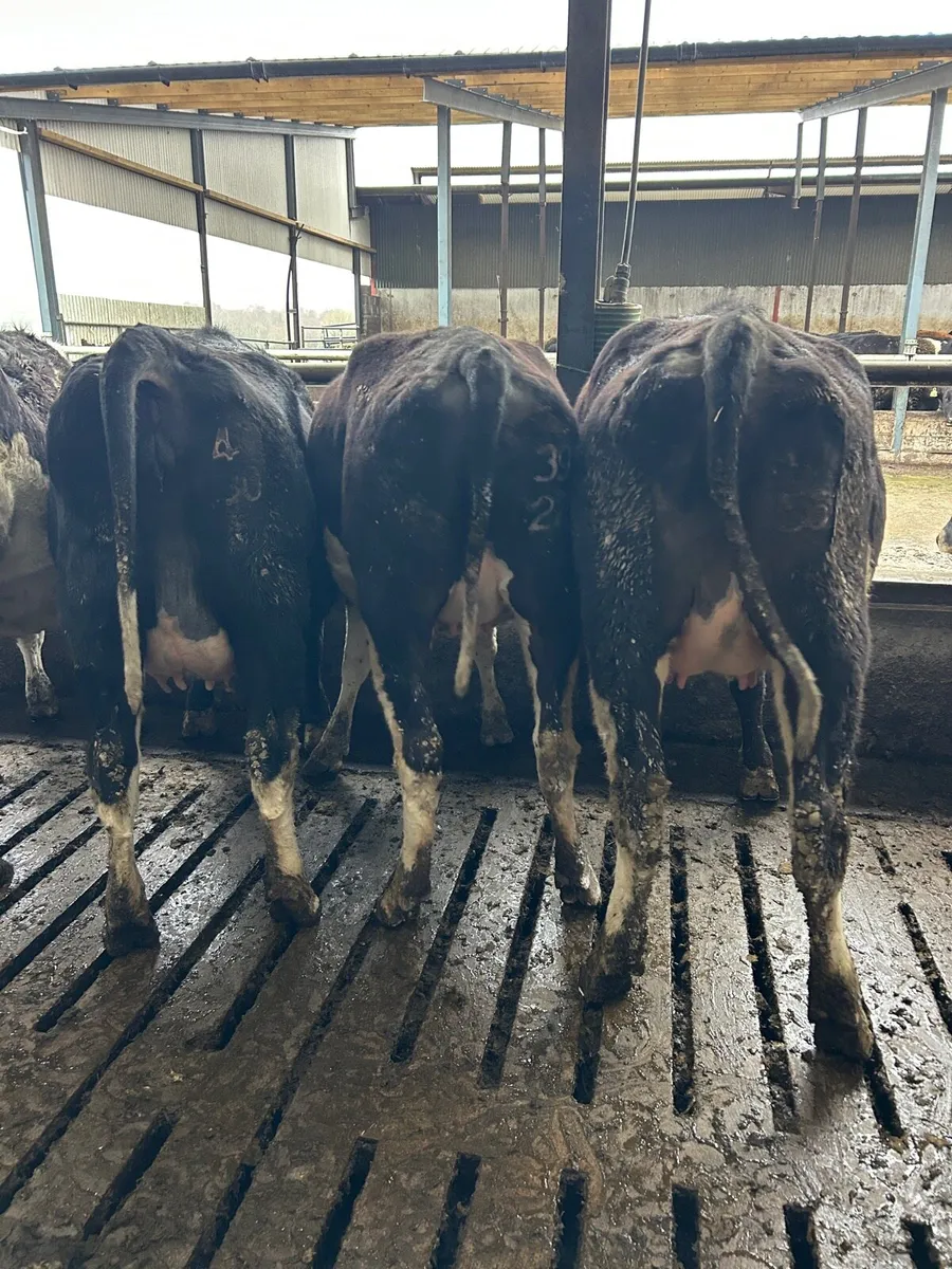 Heifers on Point of calving - Image 2