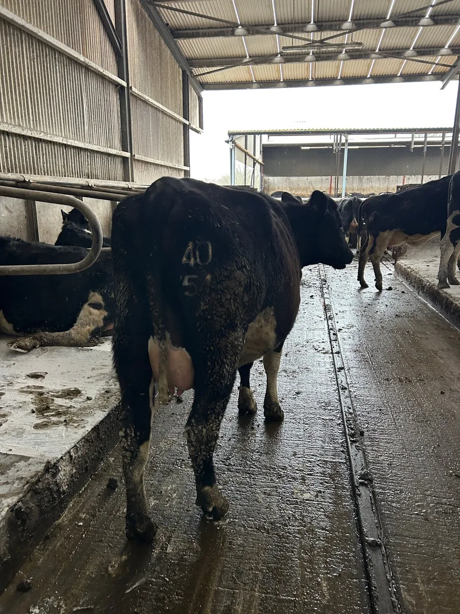 Heifers on Point of calving - Image 3