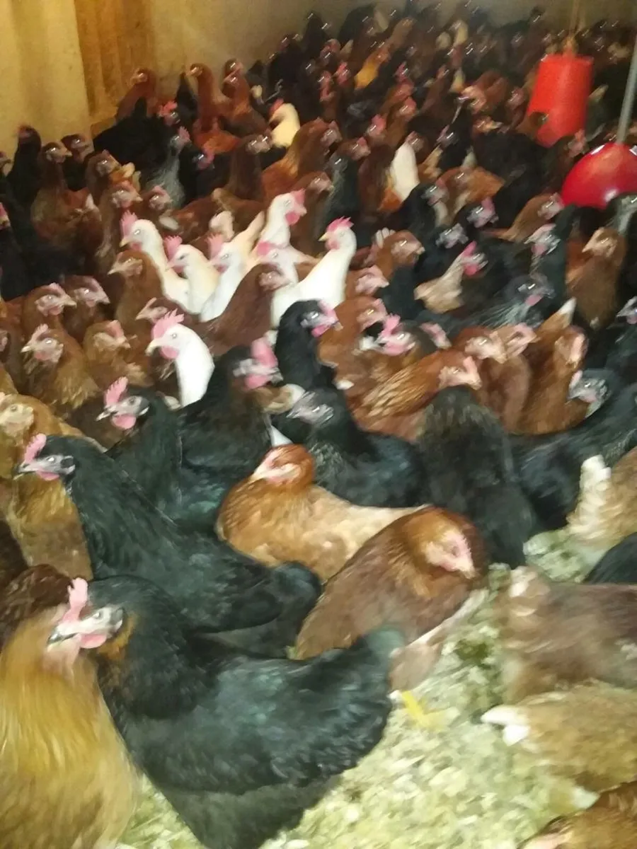 Pullets dungarven - Image 2