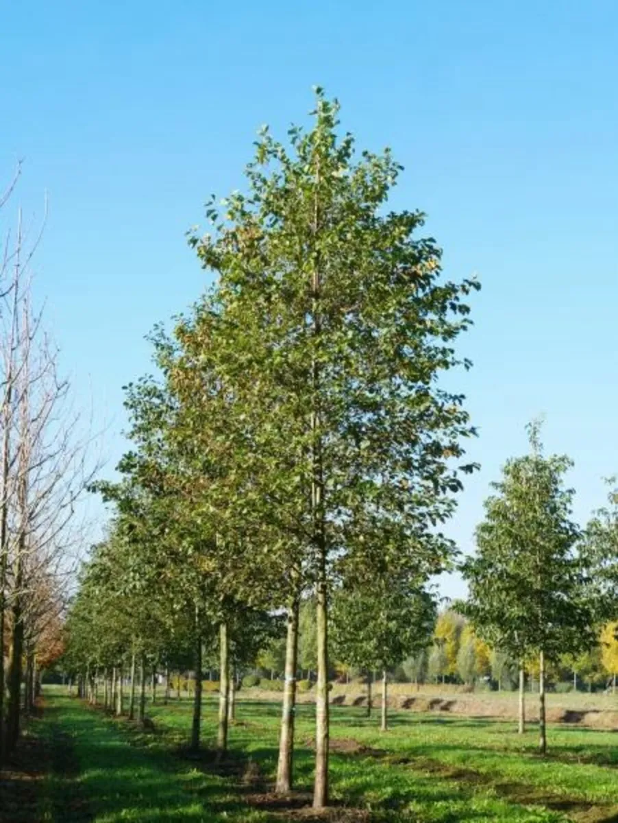 Native Alder & Birch - Image 2