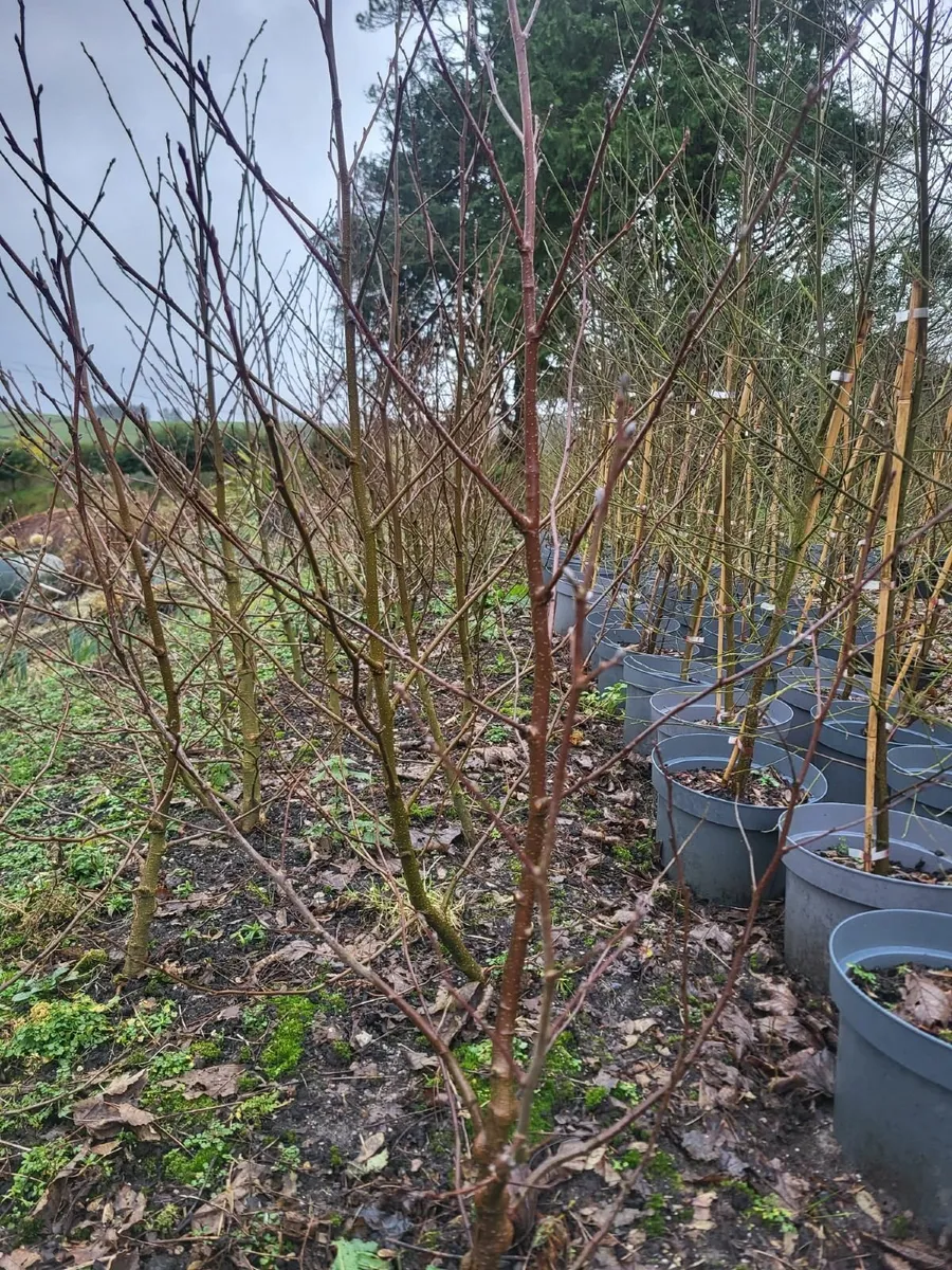 Native Alder & Birch - Image 3