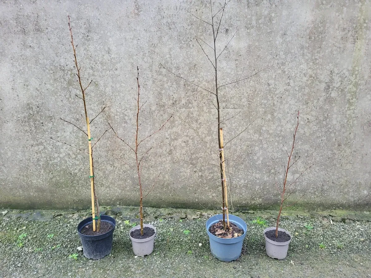 Potted Alder & Birch Trees - Image 2