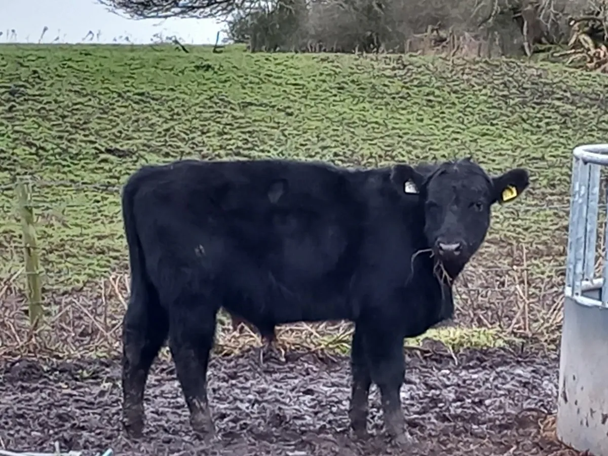 Aberdeen angus purebred heard non registered bulls - Image 1