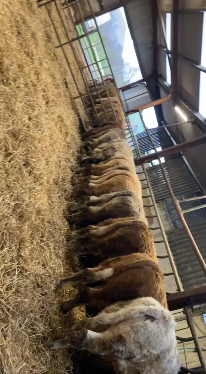 Super Quality CHX Bull weanlings 350kgs-550kgs - Image 2