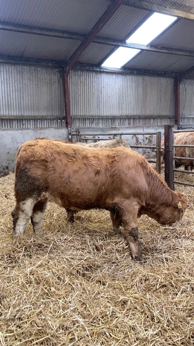 Super Quality CHX Bull weanlings 350kgs-550kgs - Image 3
