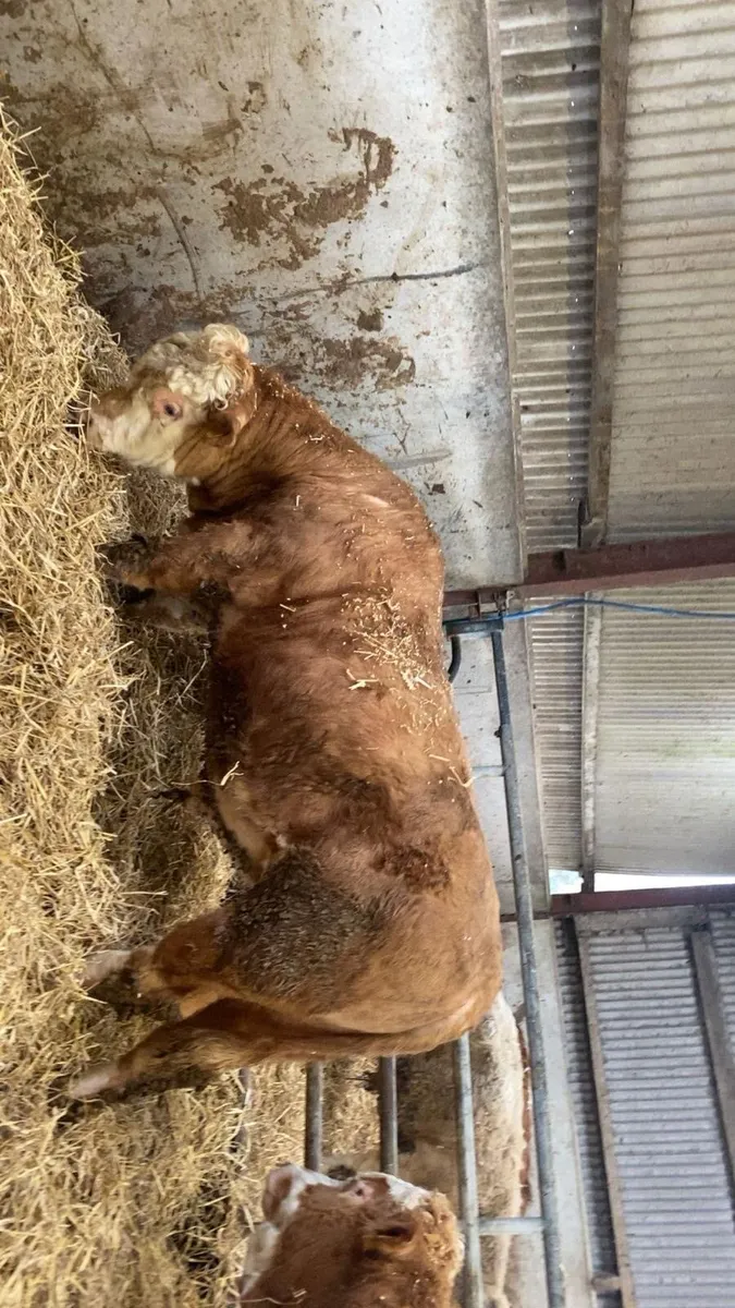 Super Quality CHX Bull weanlings 350kgs-550kgs - Image 4