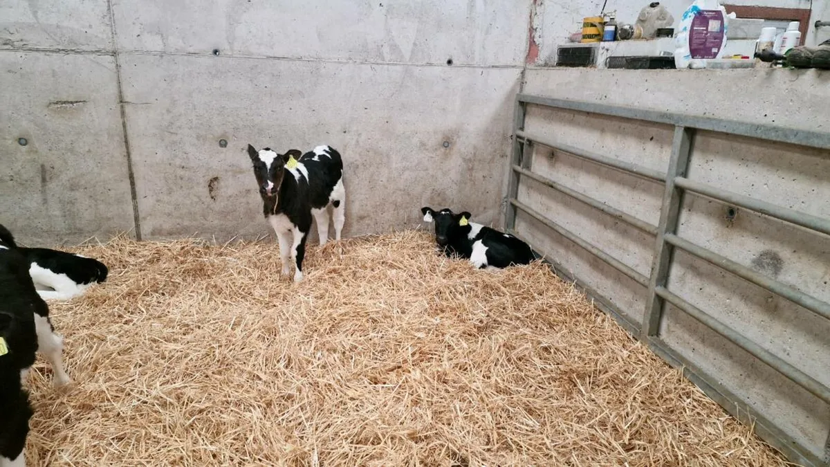 Friesian Bull Calves - Image 3