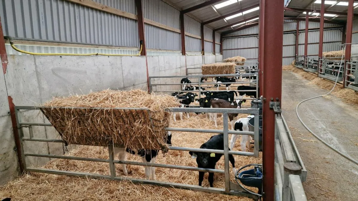 Friesian Bull Calves - Image 1