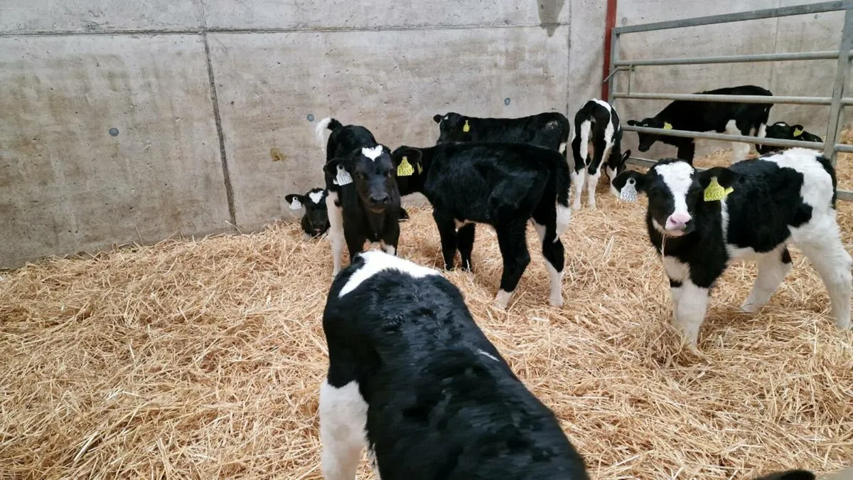 Friesian Bull Calves - Image 4