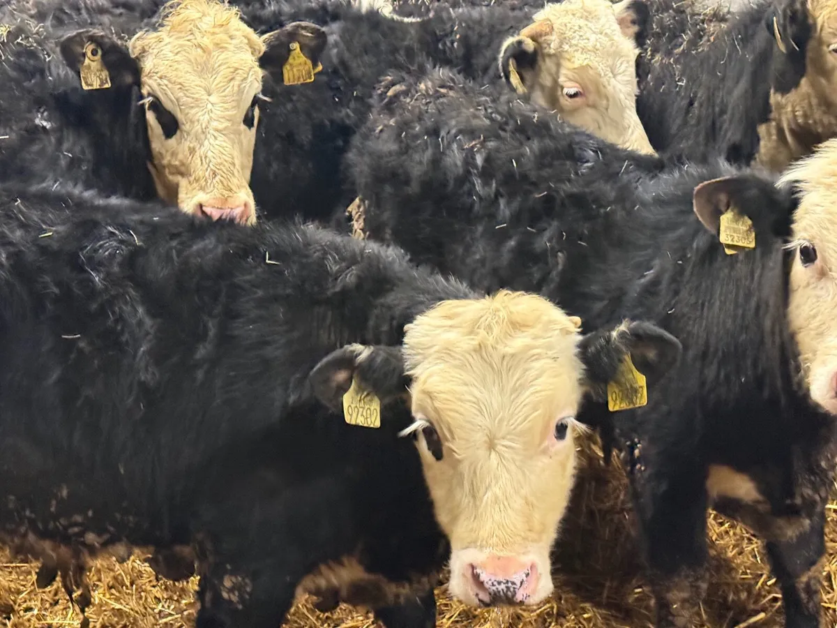 8 HEREFORD WEANLINGS  ( 250 KGS ) - Image 2