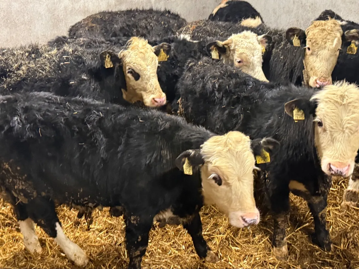 8 HEREFORD WEANLINGS  ( 250 KGS ) - Image 3