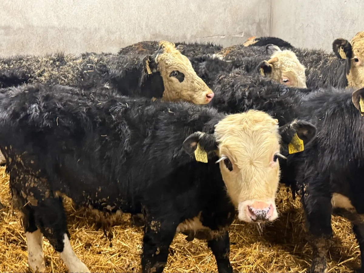 8 HEREFORD WEANLINGS  ( 250 KGS ) - Image 4