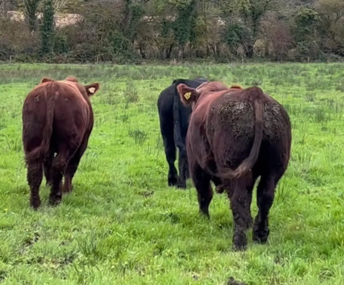 Angus Bulls - Image 1