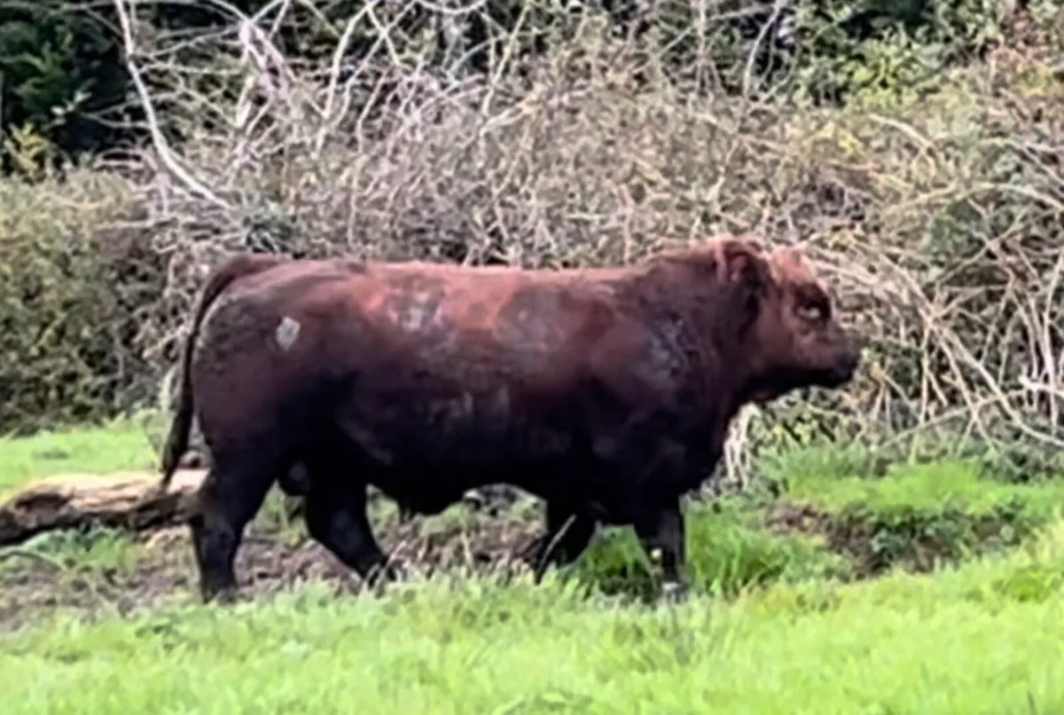 Angus Bulls - Image 2
