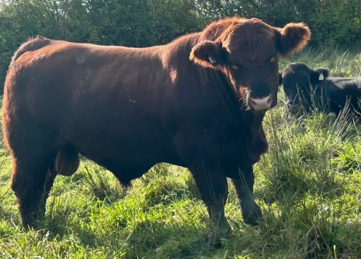 Angus Bulls - Image 3