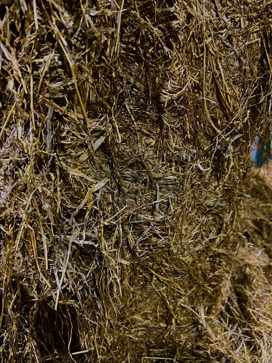 Round bale silage - Image 2