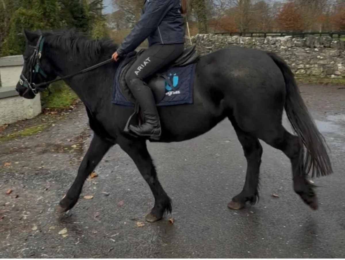 143cm / 14hh Mare 4 years old - Image 3