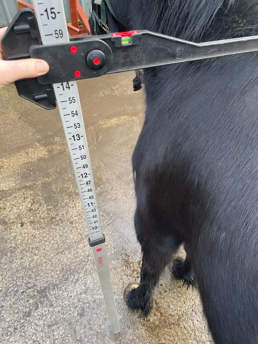 143cm / 14hh Mare 4 years old - Image 4