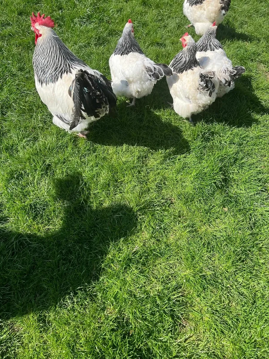 Purebred Poultry and Hatching Eggs - Image 1