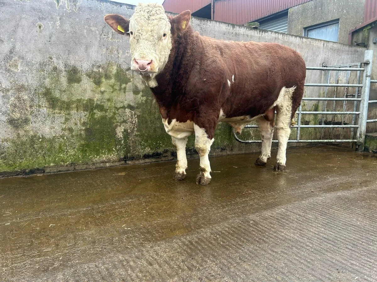 Simmental Bull - Image 1