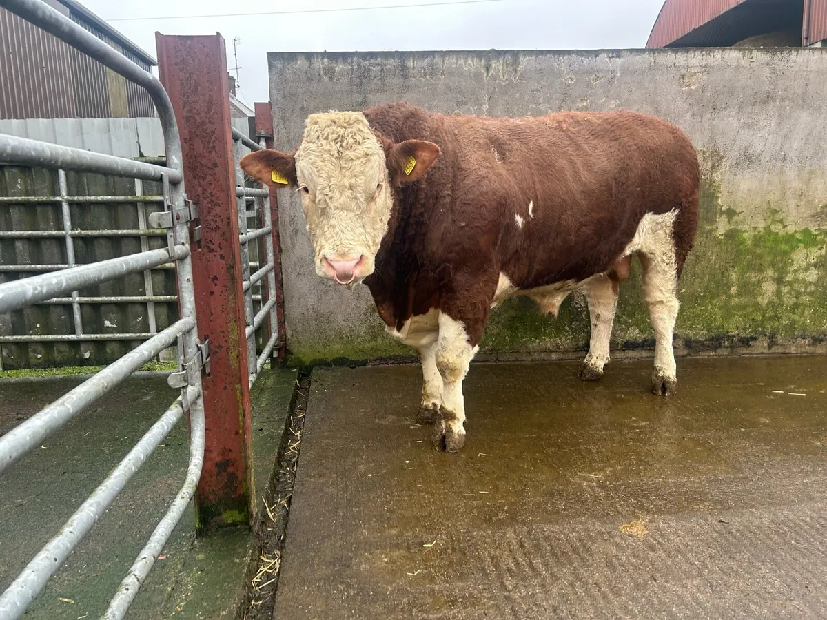 Simmental Bull - Image 3