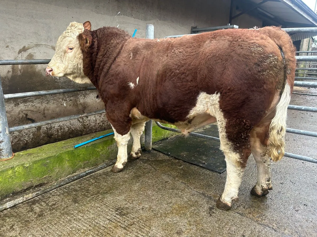 Simmental Bull - Image 3