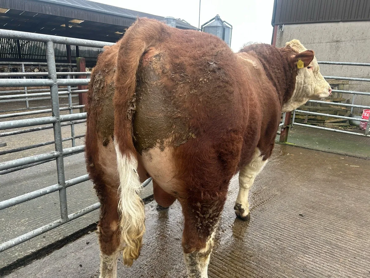 Simmental Bull - Image 4