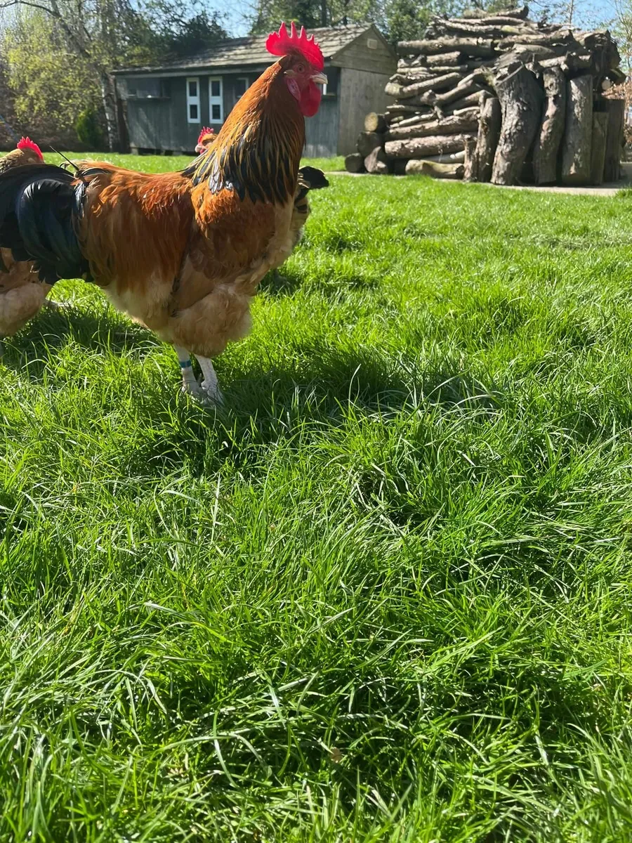 Purebred Poultry and Hatching Eggs - Image 3