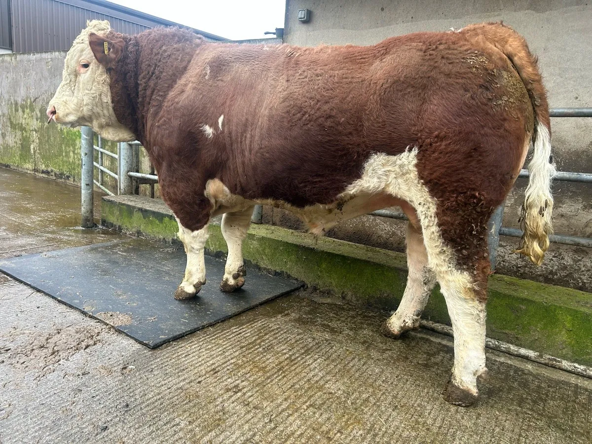 Simmental Bull - Image 4