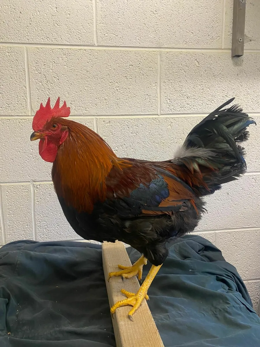 Purebred Poultry and Hatching Eggs - Image 2