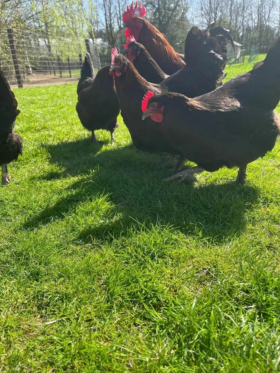 Purebred Poultry and Hatching Eggs - Image 4