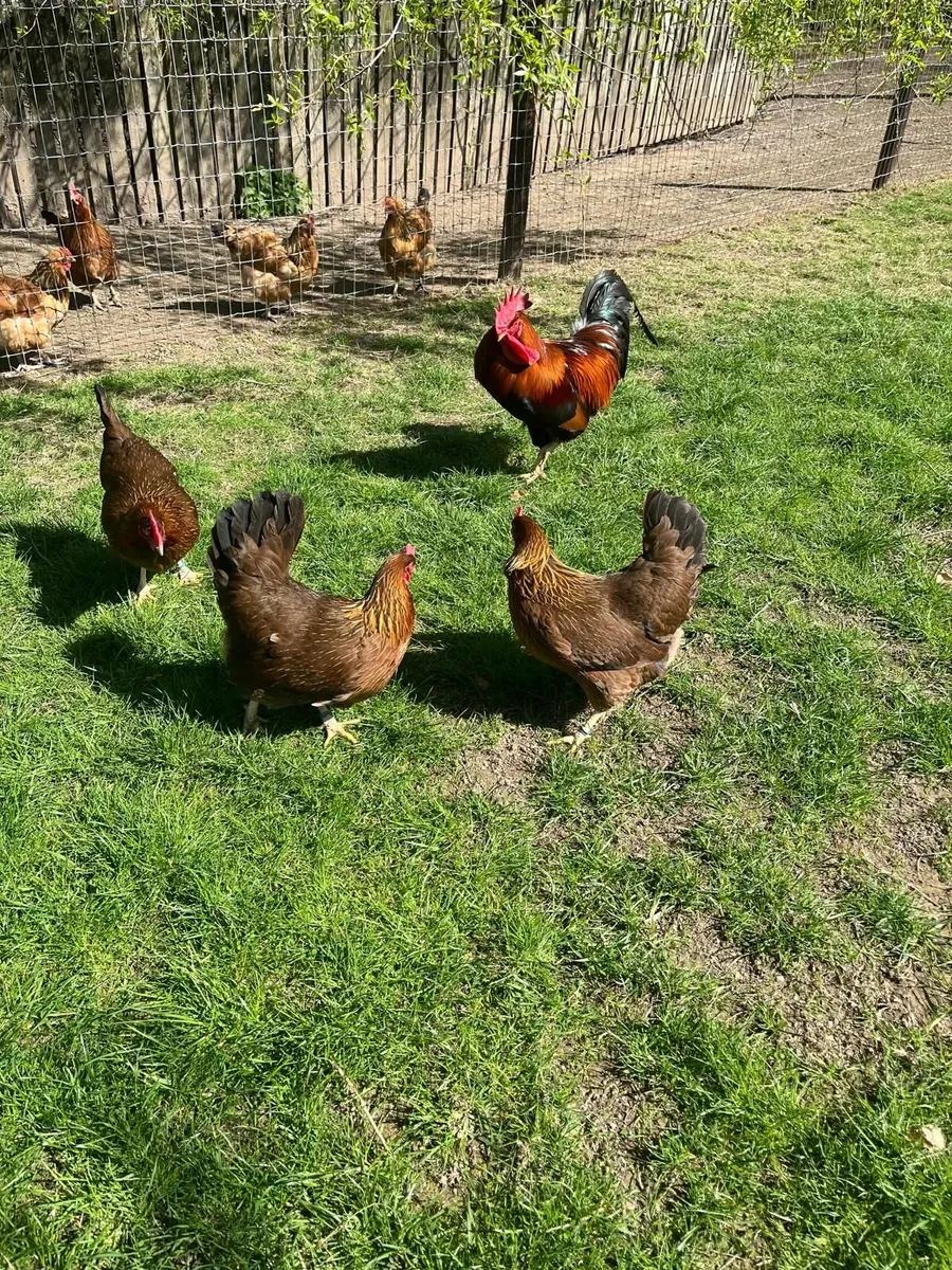 Purebred Poultry and Hatching Eggs - Image 1