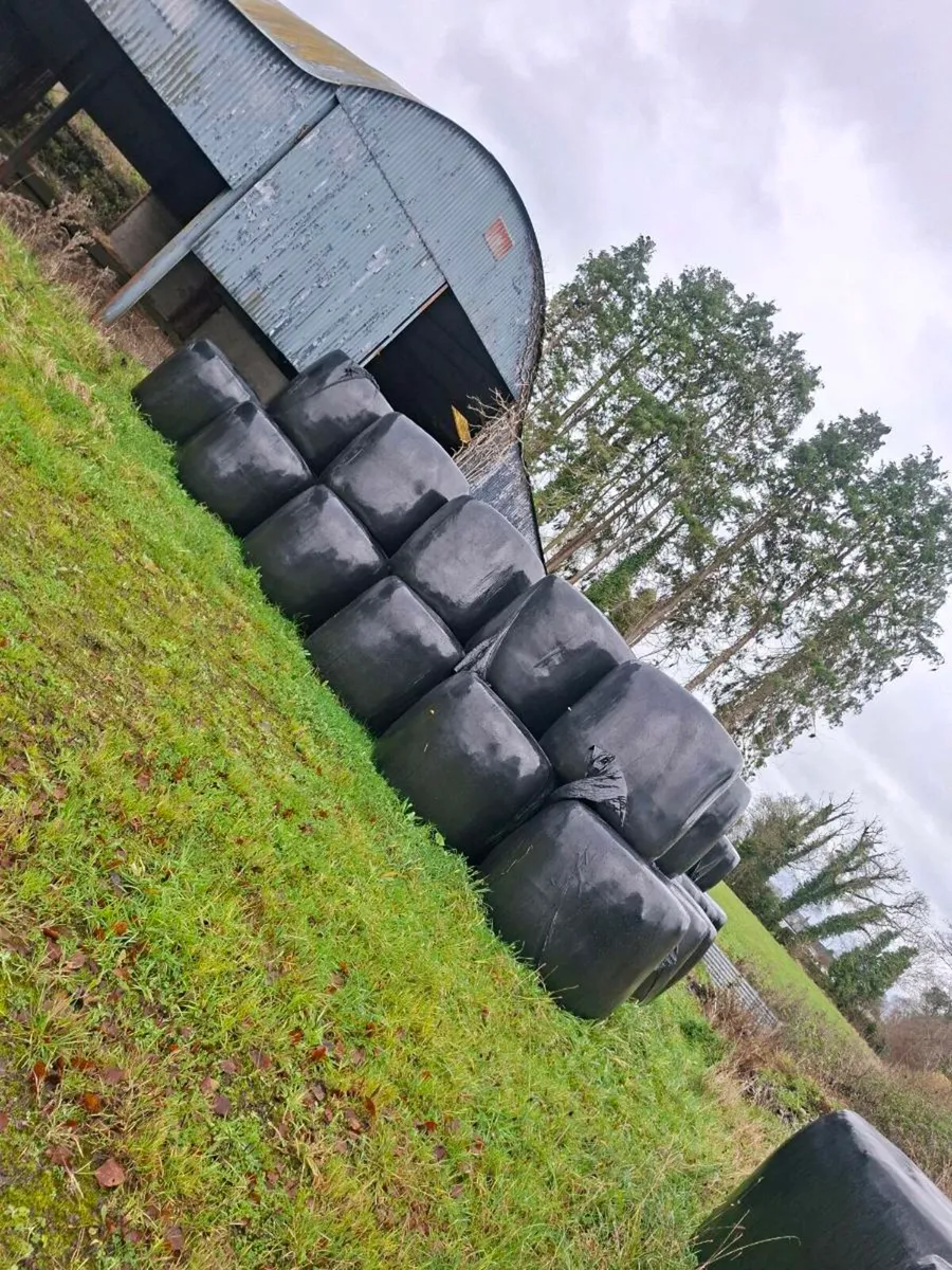 Silage bales - Image 2
