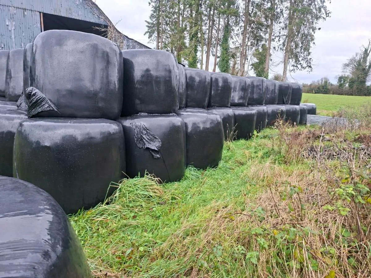 Silage bales - Image 1