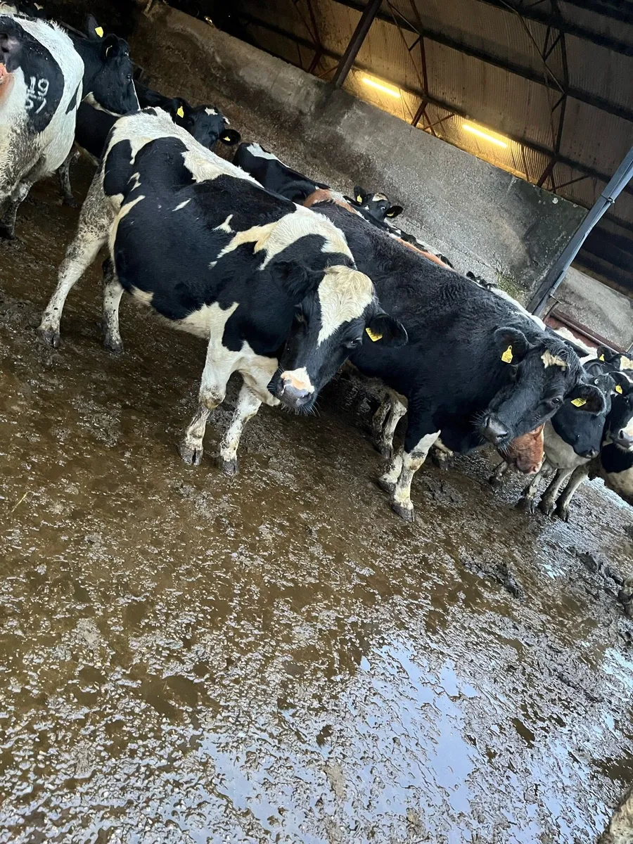 5 Friesian calved cows for sale - Image 3