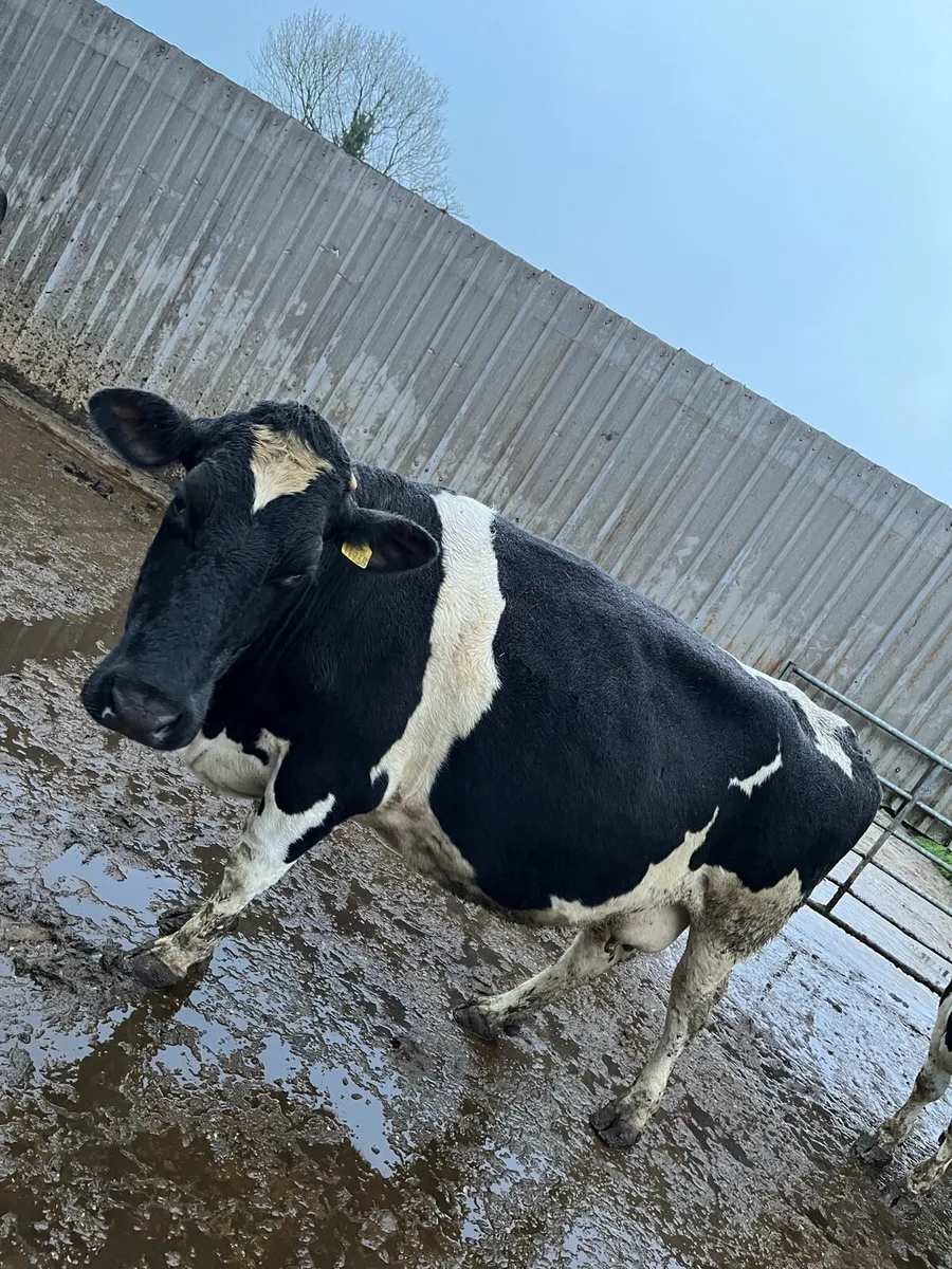 5 Friesian calved cows for sale - Image 1