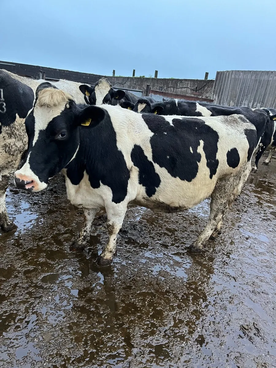 5 Friesian calved cows for sale - Image 2