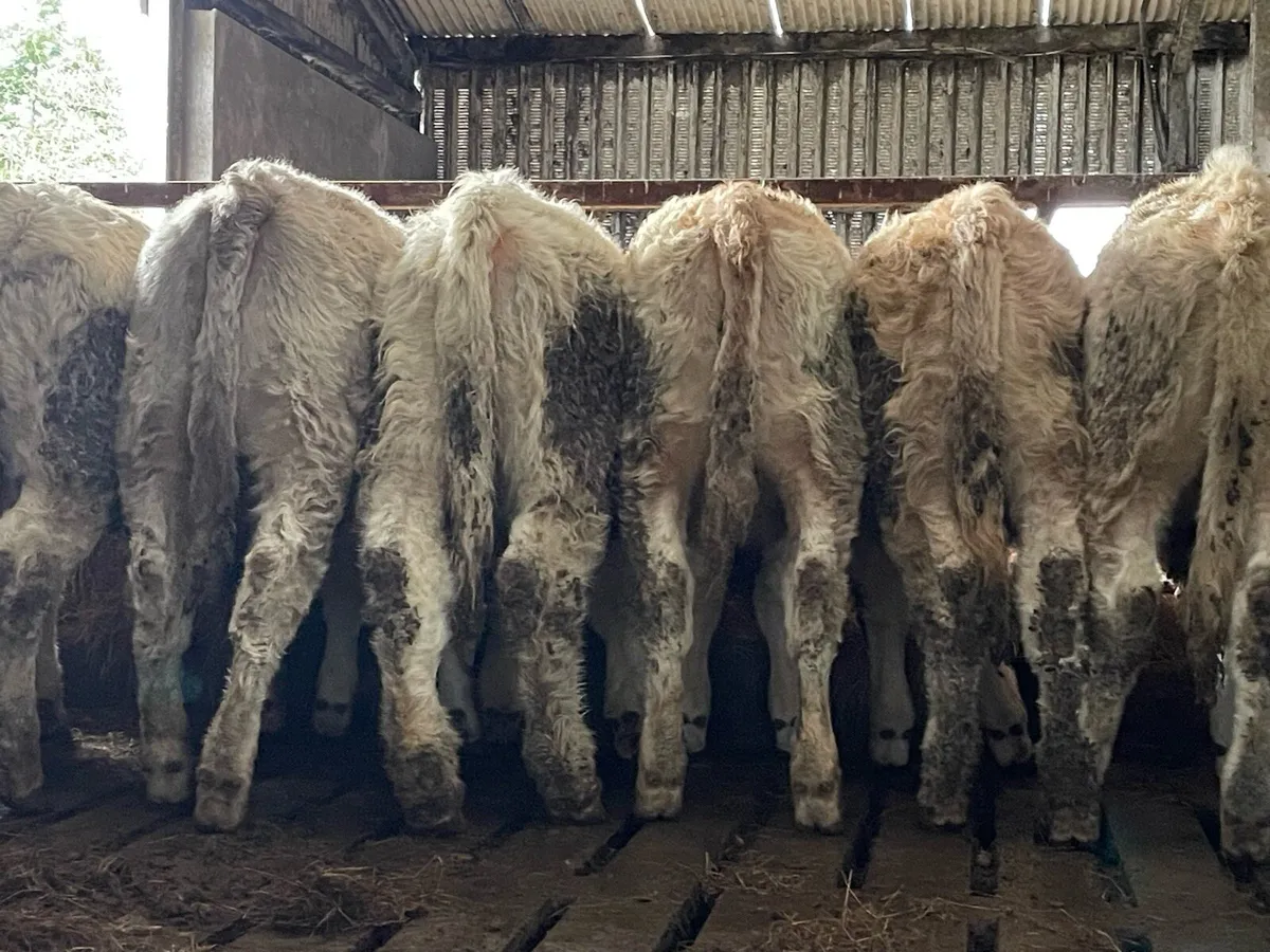 Super Charolais Heifers - Image 2